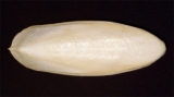 Sépiová kost mini a malé zlomky, velikost do 5cm